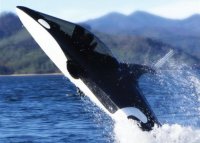 Подводная лодка Касатка за $100.000